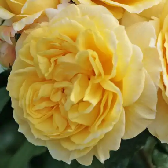 60-90 cm - Trandafiri - Sunstar ® - 